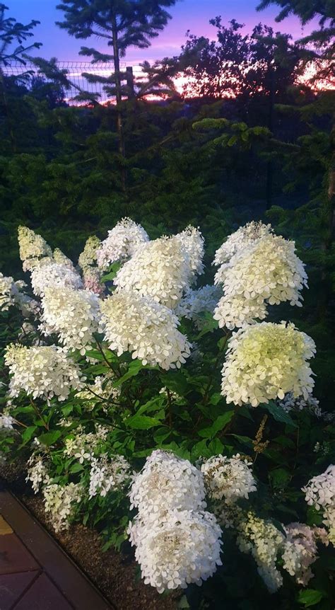 My white hydrangeas, Белые гортензии в саду, Розовые гортензии ...