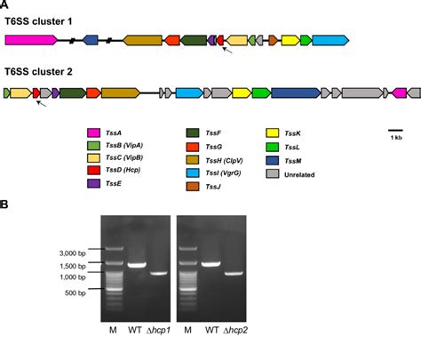 A Schematic Diagram Showing The Genetic Organization Of The Two Download Scientific Diagram