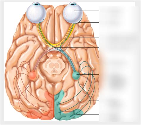 The Optic Nerves Diagram | Quizlet