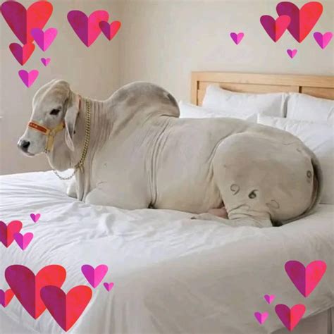 jonathan galapate candalera