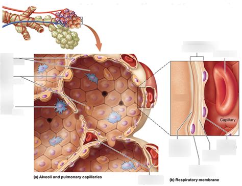 Alveoli And Pulmonary Capillaries Diagram Quizlet