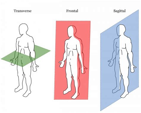 Hombro Ninguna T Tulo Cual Es La Posicion Anatomica Magia Visualizar Cera