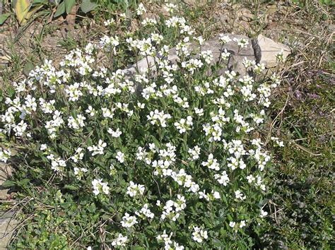 Características Cultivo Y Cuidados De La Arabis Caucásica