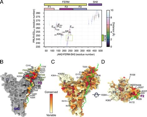 Figures And Data In The Prolactin Receptor Scaffolds Janus Kinase 2 Via