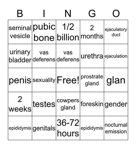 Male Reproductive System Bingo Card