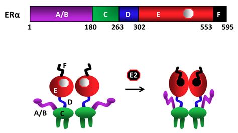 Dynamic Transcriptional Events Mediated By Estrogen Receptor Alpha