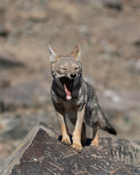 30+ Best Coyote Photos · 100% Free Download · Pexels Stock Photos