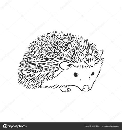 Рисунок Ёжика карандашом для срисовки (Много фото) - drawpics.ru