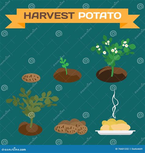 Potatoes Harvest. Process of Growth of Potato Stock Vector