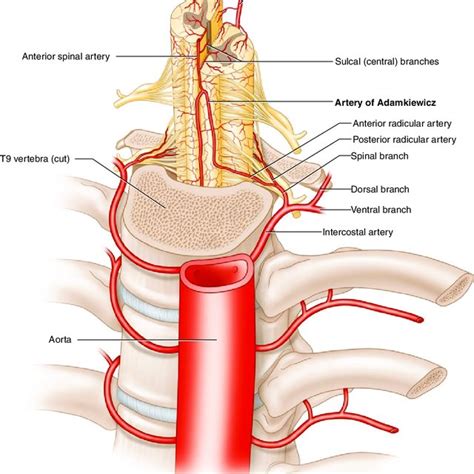 2 Spinal arterial anatomy showing the artery of Adamkiewicz [11] | Download Scientific Diagram