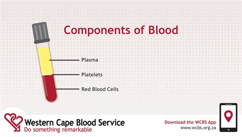 The Remarkable Components Of Blood