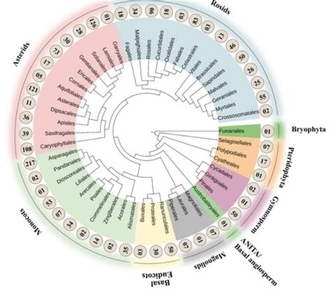 Botrytis cinerea: pathogen profile – GREENHOUSE NEWS