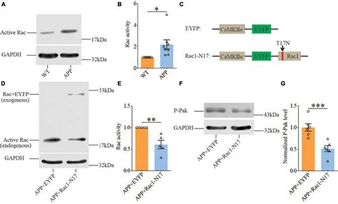 Frontiers Inhibition Of Rac In Ventral Hippocampal Excitatory