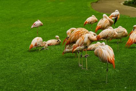 Closeup Of Beautiful Flamingos Group On The Grass In The Park Vibrant Birds On A Green Lawn On