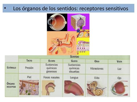 Tema 6 Estimulo Y Respuesta 1