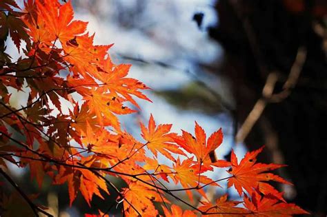 Maple-Tree-Leaves | Environment Buddy