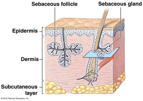 Sebaceous Glands | Integumentary system, Physiology, Anatomy and physiology 
