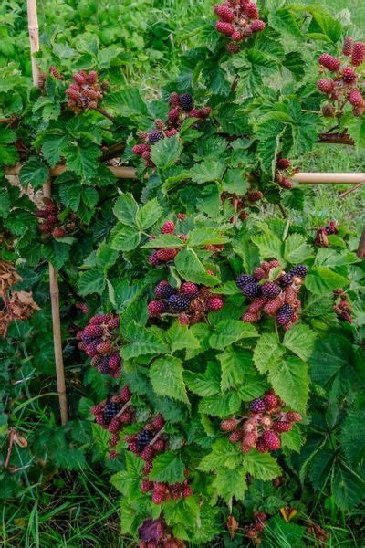 How To Plant Grow Blackberries The Perfect Perennial Backyard Fruit