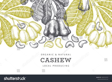 Hand Drawn Sketch Cashew Design Template Stock Vector Royalty Free