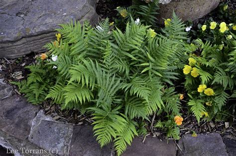 Ferns In Texas Lee Ann Torrans Gardening Shade Perennial Garden