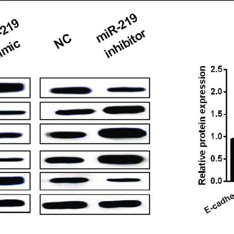 Overexpression Of MiR 219 Restrained PTC Cell Viability And Metastasis