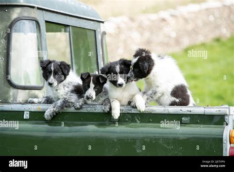 Working Sheepdog and Puppies Stock Photo - Alamy