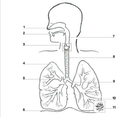 Vocal Anatomy Diagram | Quizlet