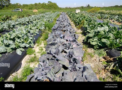 Cabbage Fresh Vegetable Produce And Fruit Truck Farming In Ruskin