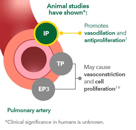 Mechanism of Action (MOA) | UPTRAVI® (selexipag) HCP