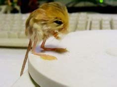 21 Jerboa! ideas | cute animals, mammals, animals