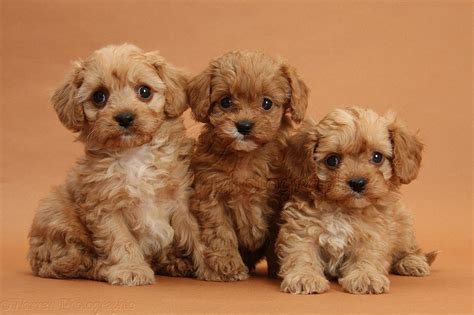 Cavapoo Cavapoo Puppies Cavachon Puppies Puppies