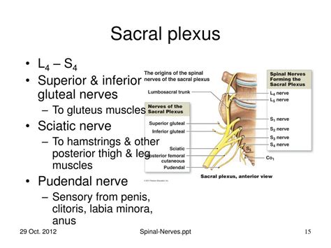 Ppt Lumbar And Sacral Plexuses Powerpoint Presentation Free Download