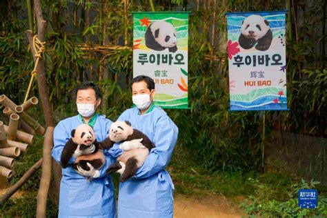 在韩国出生大熊猫双胞胎“睿宝”“辉宝”与公众见面 新华网