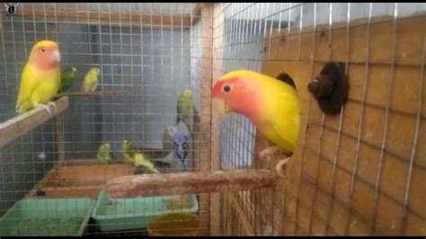 African Love Birds Cage Setup