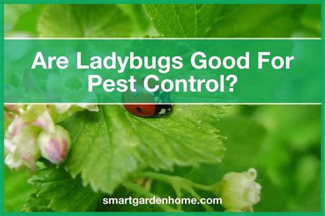 Are Ladybugs Good For Pest Control? Yes And No - Smart Garden And Home