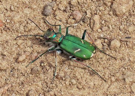 Cicindelidae 10000 Things Of The Pacific Northwest