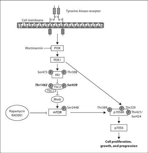 Figure From Octreotide And The Mtor Inhibitor Rad Everolimus