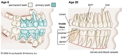 Anatomy Of A Molar Tooth Anatomical Charts And Posters