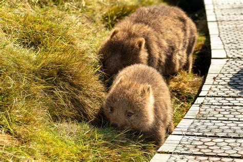 Where To See Wombats In Tasmania Everything You Need To Know Lydia