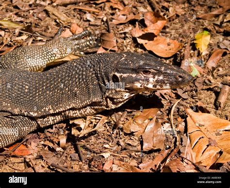 Monitor Lizard Philippines Hi Res Stock Photography And Images Alamy