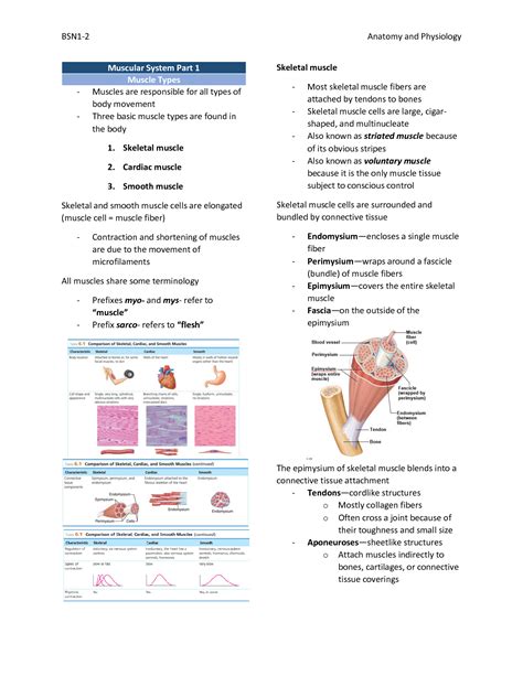 Solution Anatomy And Physiology Chapter 6 Muscular System Studypool