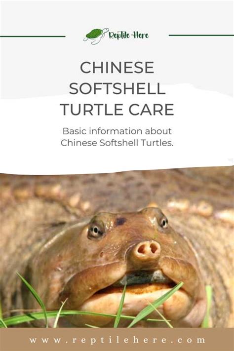 Chinese Softshell Turtle Care Ultimate Guide