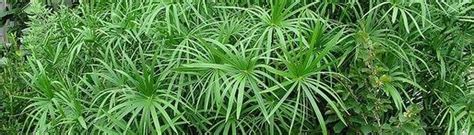 Домашни цветя циперус (Cyperus)