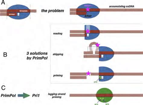 Alternative Solutions For Translesion Dna Synthesis By Human Primpol