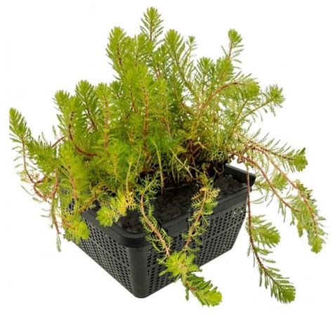 Aarvederkruid Stuks Myriophyllum Brasiliensis Vdvelde