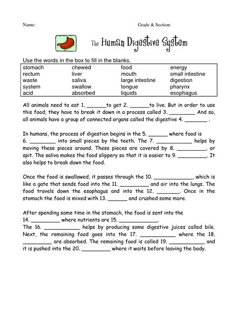 Solution Digestive System Worksheet Studypool Worksheets Library