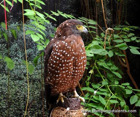 Philippines Grass Owl Tito Capensis