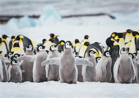 Miles De Crías De Pingüino Emperador Se Ahogaron En La Antártida Mabaradio