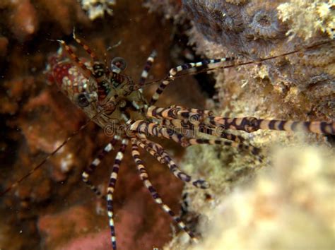 Marbled Shrimp Saron Marmoratus Red Sea Stock Photo Image Of Highly