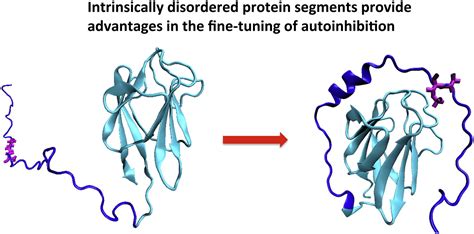 Structure And Intrinsic Disorder In Protein Autoinhibition Structure